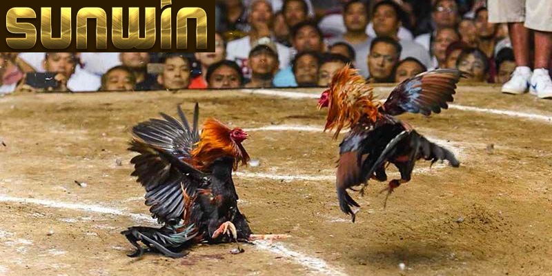 da ga sunwin bi quyet chien thang Luật chơi đơn giản