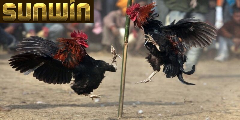 da ga sunwin bi quyet Đá gà Sunwin hấp dẫn và uy tín