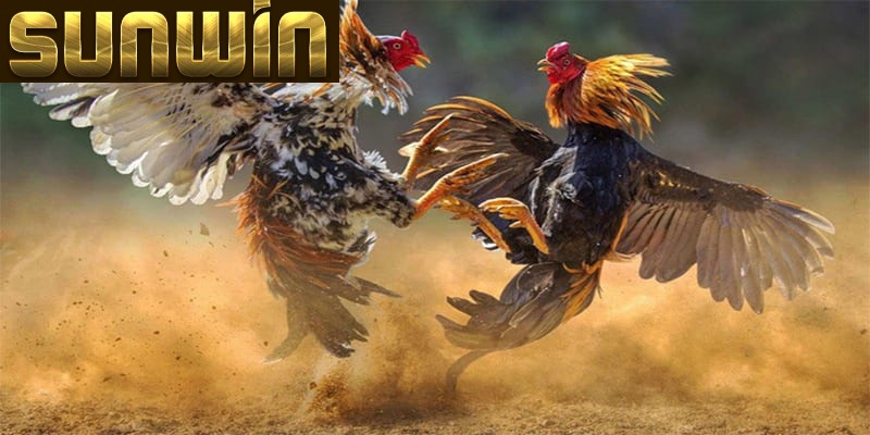 da ga sunwin gioi thieu Cược cho cửa Meron dễ mang về chiến thắng